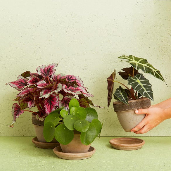 Stueplante (Floristens kreative valg) inkl. potte
